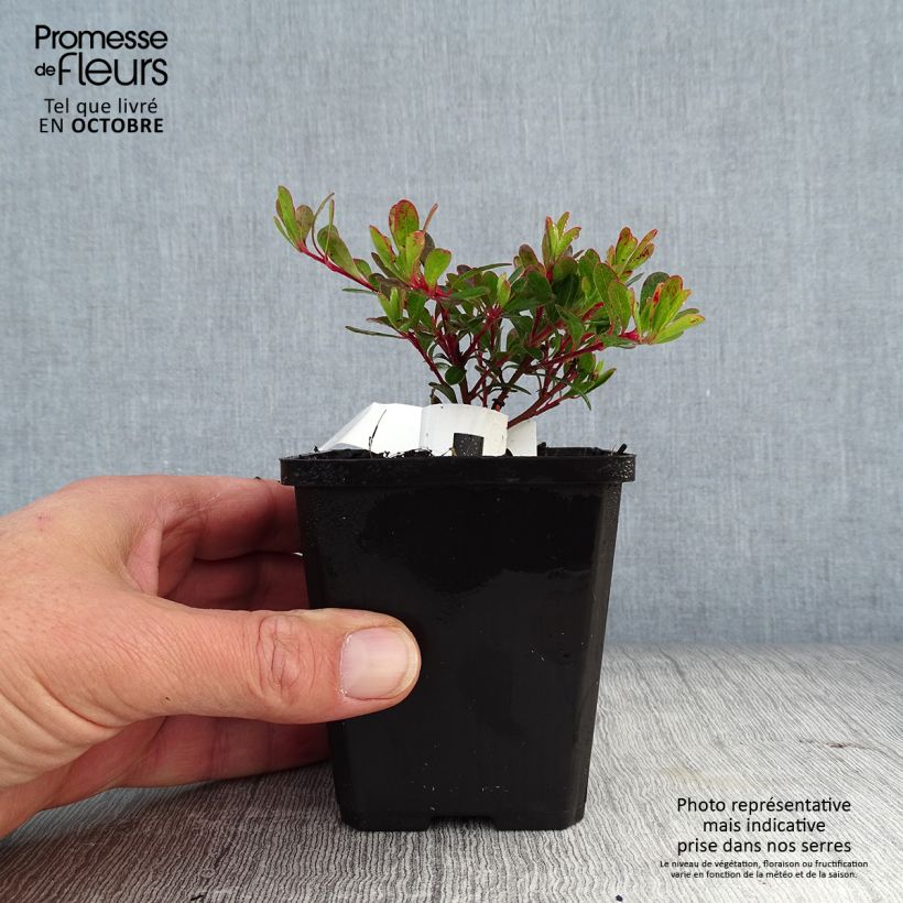 Amostra de Arctostaphylos uva Vaso de 8/9 cm tal como entregue no outono