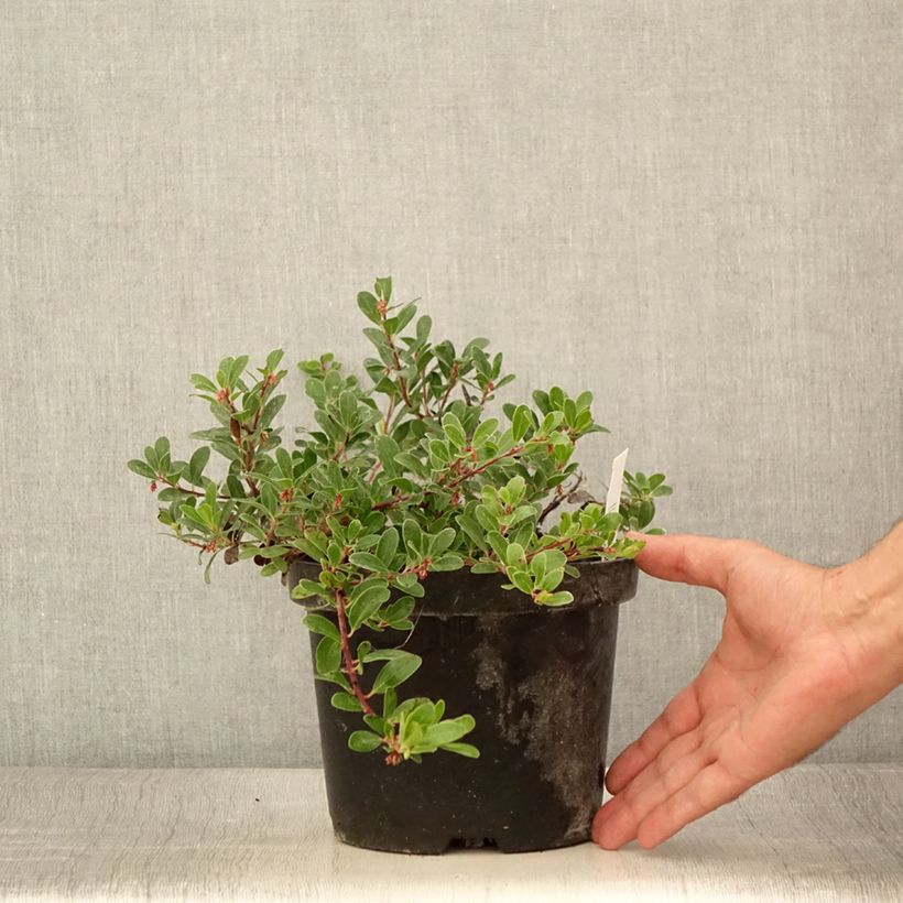 Amostra de Arctostaphylos uva Vaso de 3 L/4 L tal como entregue no verão