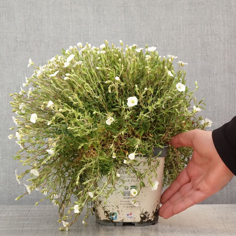 Amostra de Arenaria montana Vaso de 2 L/3 L tal como entregue na primavera