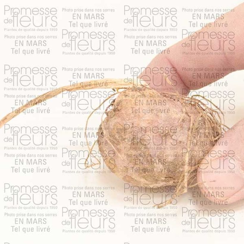 Exemplo de amostra de Arisaema candidissimum Bulbe tal como entregue