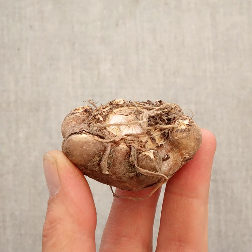 Amostra de Arisaema candidissimum Bulbo tal como entregue na primavera