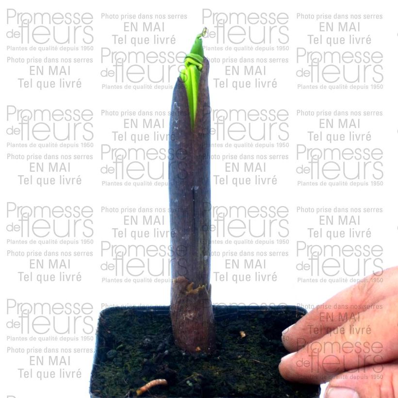 Exemplo de amostra de Arisaema ciliatum Vaso de 2 L/3 L tal como entregue