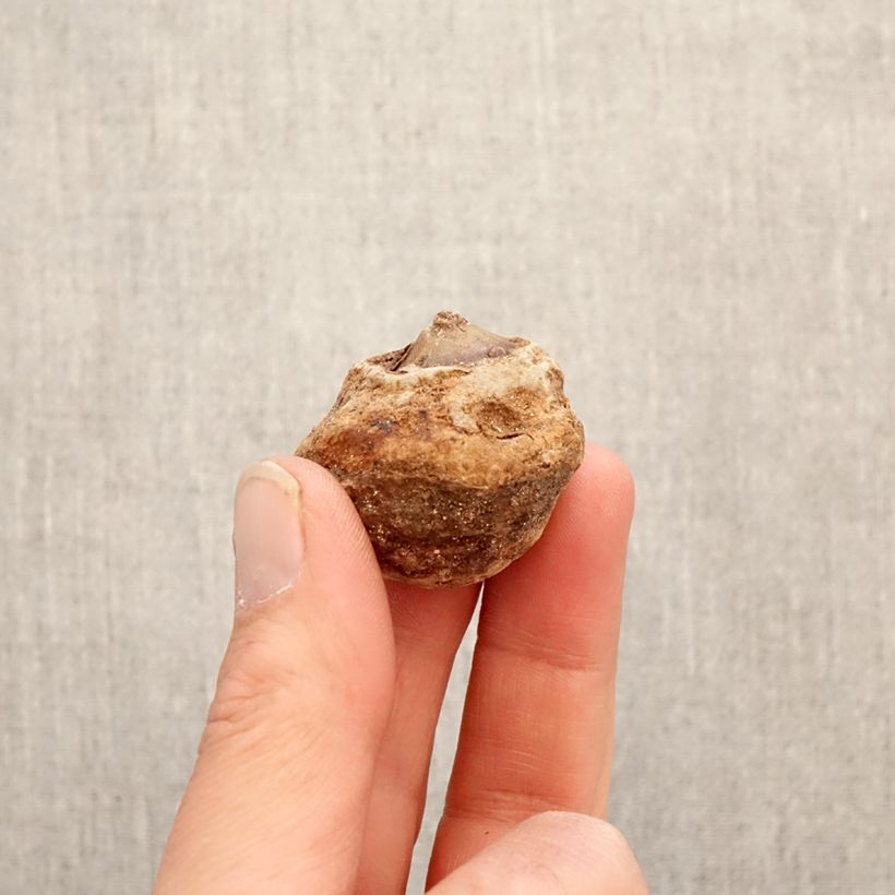 Amostra de Arisaema dracontium Bulbo tal como entregue na primavera
