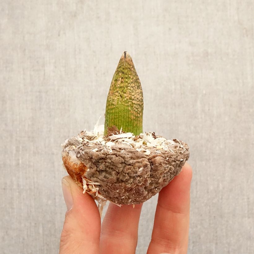 Amostra de Arisaema griffithii Bulbo tal como entregue na primavera