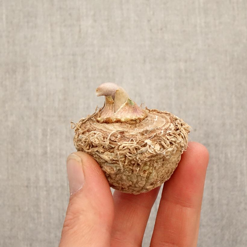 Amostra de Arisaema sikokianum Bulbo tal como entregue na primavera