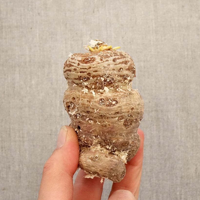 Amostra de Arisaema speciosum Bulbo tal como entregue na primavera