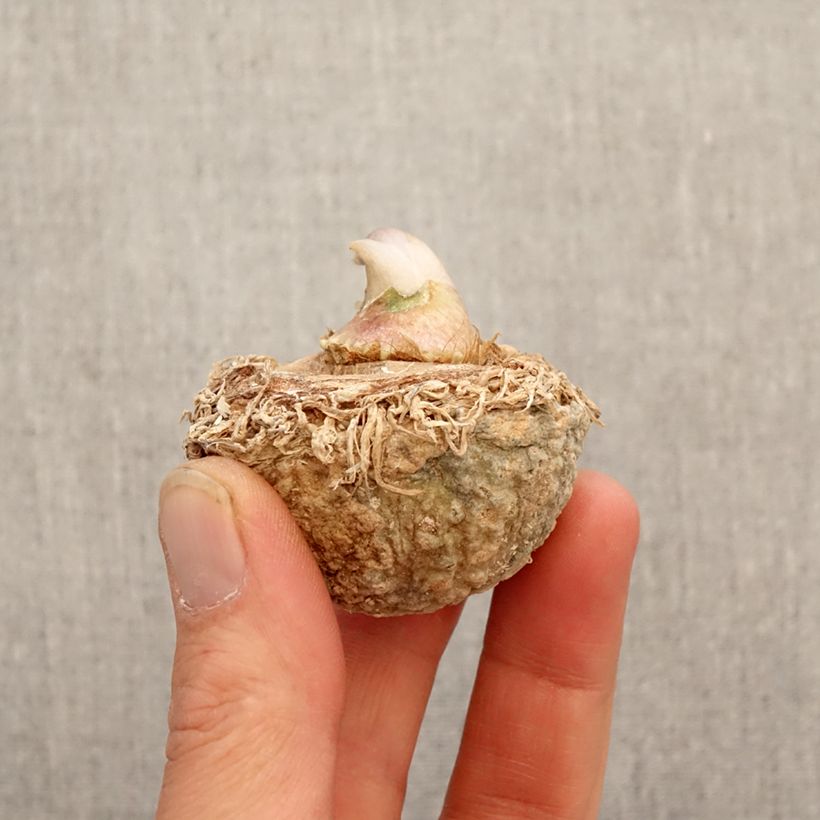Amostra de Arisaema tortuosum Bulbo tal como entregue na primavera