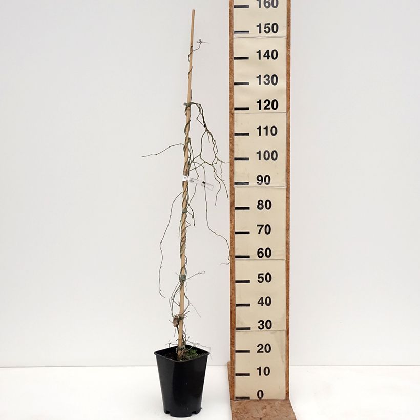 Amostra de Aristolochia macrophylla Vaso de 6 L/7 L tal como entregue no inverno