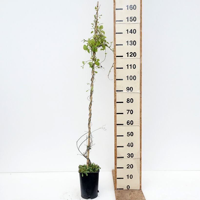 Amostra de Aristolochia macrophylla Vaso de 6 L/7 L tal como entregue na primavera
