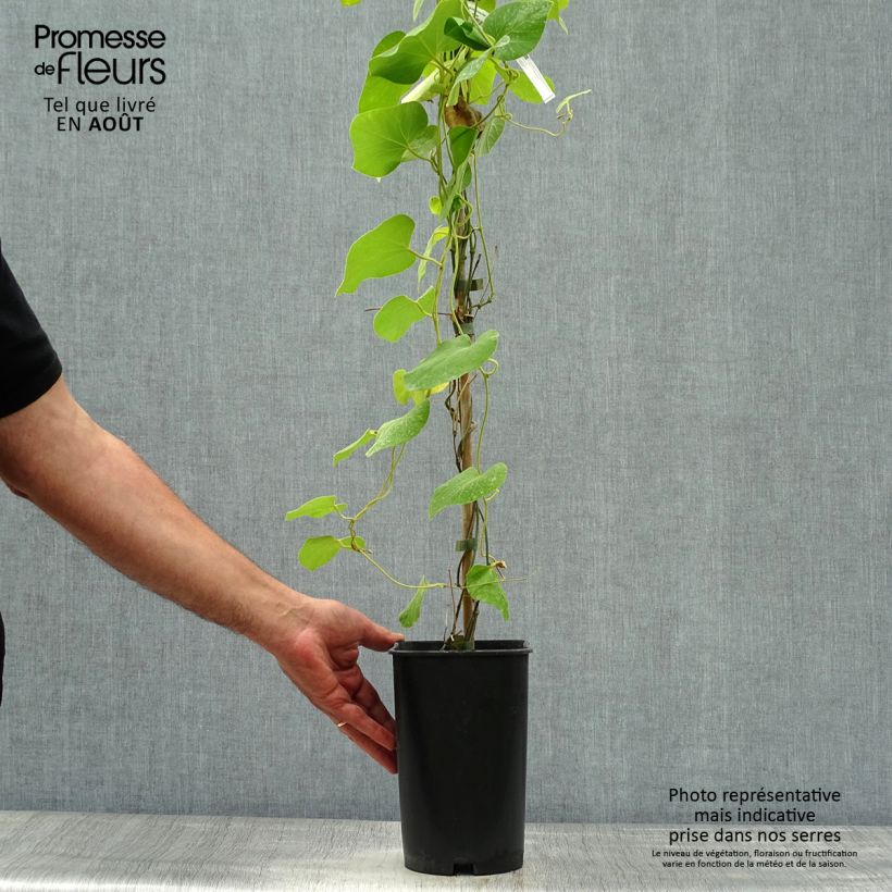 Amostra de Aristolochia macrophylla Vaso de 2 L/3 L tal como entregue no verão