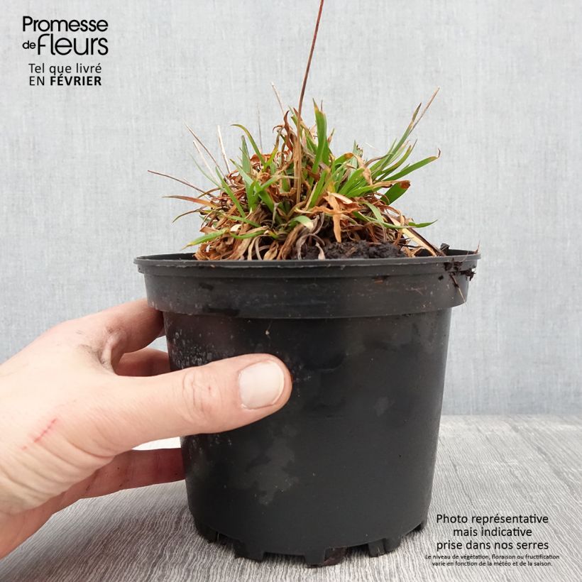 Amostra de Armeria pseudarmeria Ballerina Lilac - Gazon d'Espagne Vaso de 2 L/3 L tal como entregue no inverno