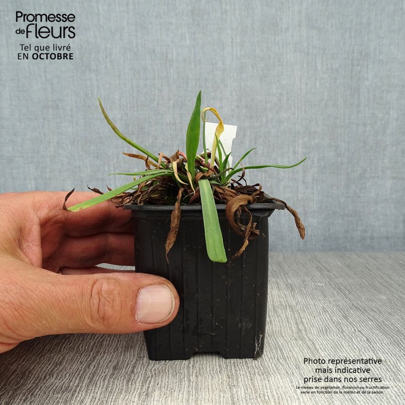 Amostra de Armeria pseudarmeria Ballerina Lilac Vaso de 8/9 cm tal como entregue no outono