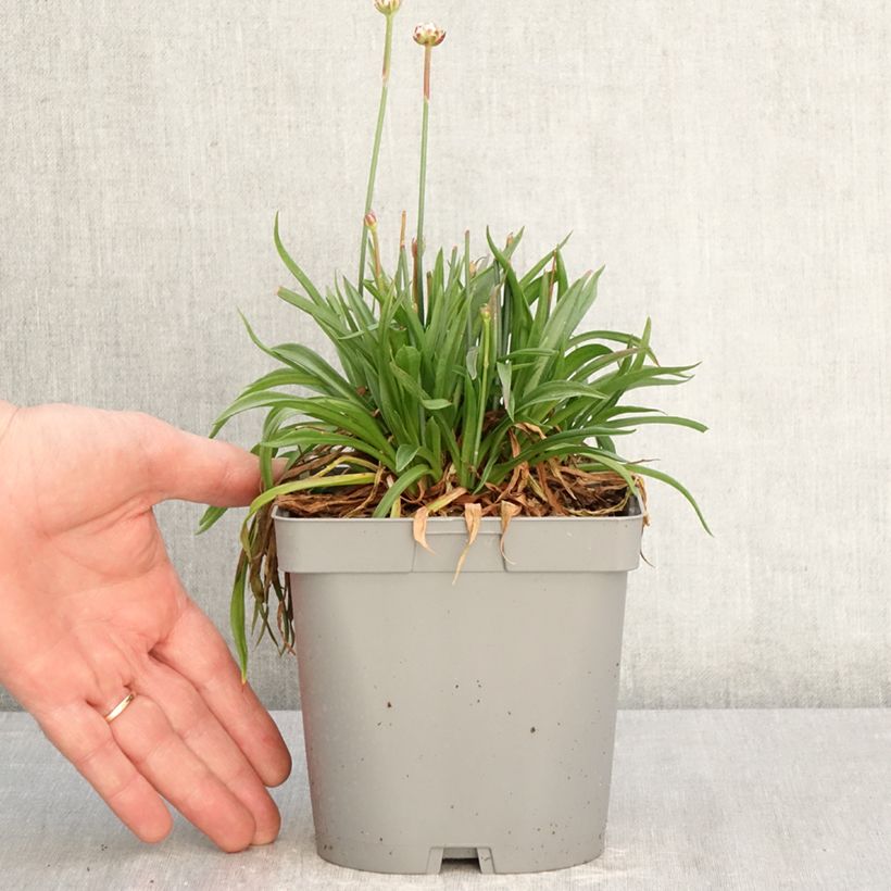 Amostra de Armeria pseudarmeria Ballerina Lilac Vaso de 2 L/3 L tal como entregue na primavera