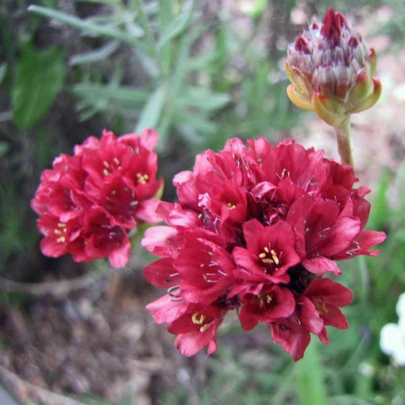 Armeria pseudarmeria Ballerina Vermelho (Floração)