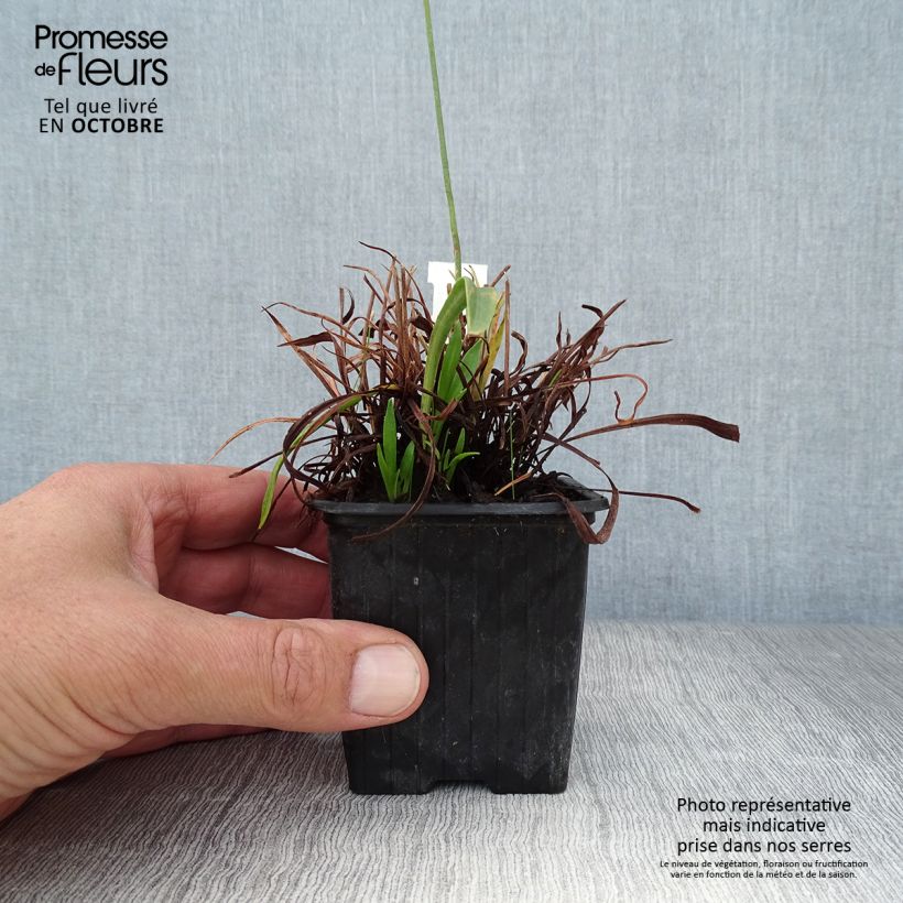 Amostra de Armeria pseudarmeria Ballerina Vermelho Vaso de 8/9 cm tal como entregue no outono