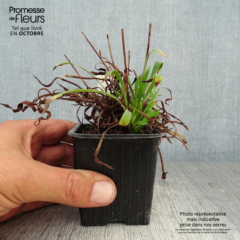 Amostra de Armeria pseudarmeria Ballerina White Vaso de 8/9 cm tal como entregue no outono