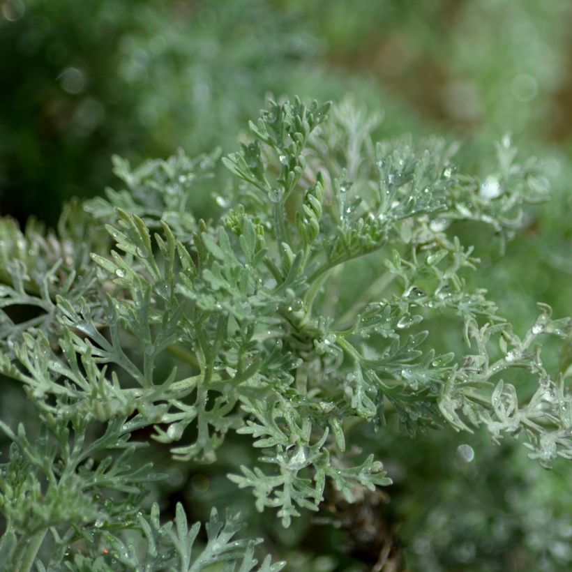 Artemisia arborescens Powis Castle (Folhagem)