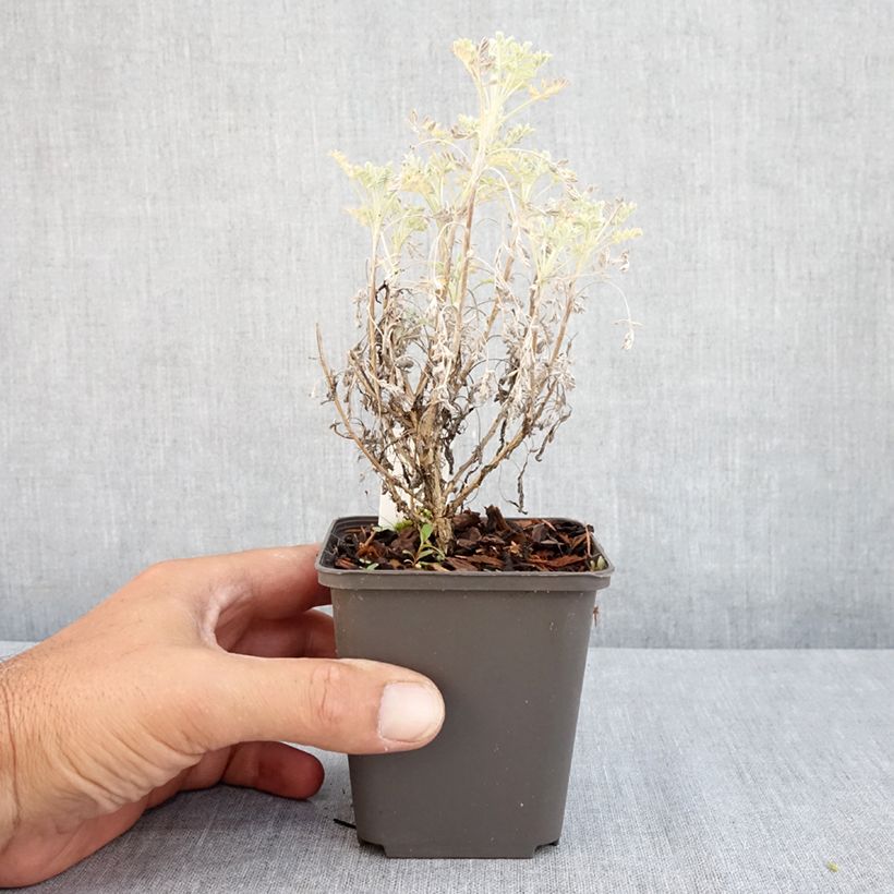 Amostra de Artemisia arborescens Little Mice Vaso de 8/9 cm tal como entregue no verão