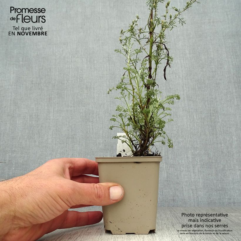 Amostra de Artemisia arborescens Little Mice Vaso de 8/9 cm tal como entregue no outono