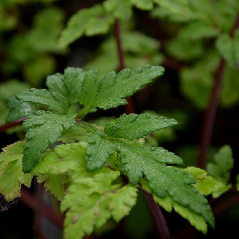 Artemisia lactiflora Guizhou (Folhagem)