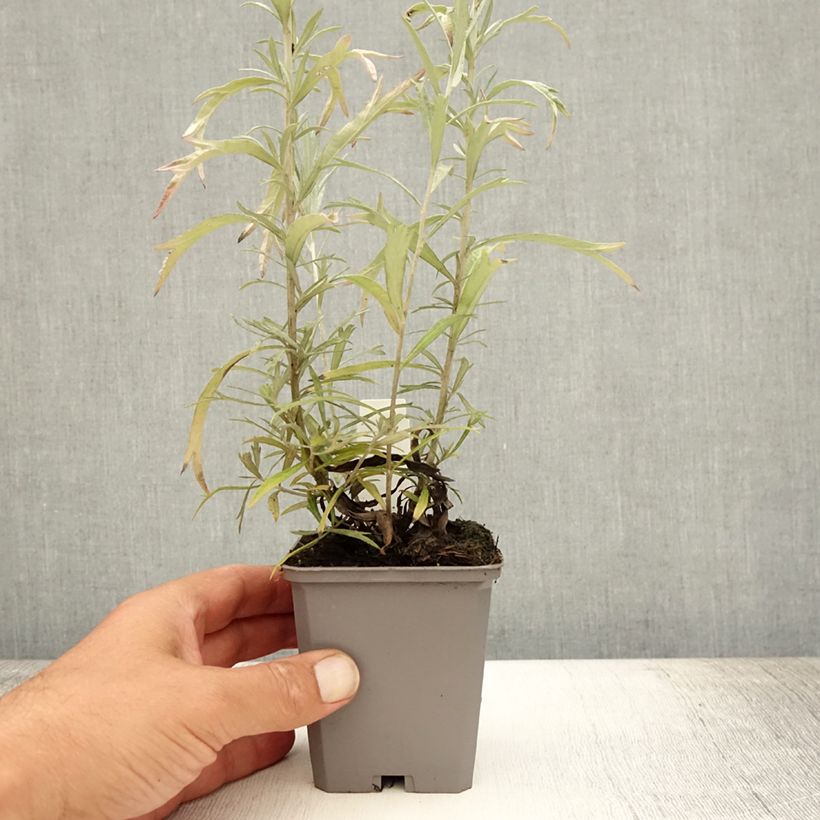 Amostra de Artemisia ludoviciana Silver Queen Vaso de 8/9 cm tal como entregue no verão