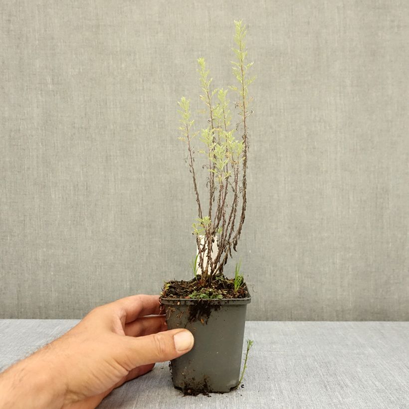 Amostra de Artemisia pontica Vaso de 8/9 cm tal como entregue no verão