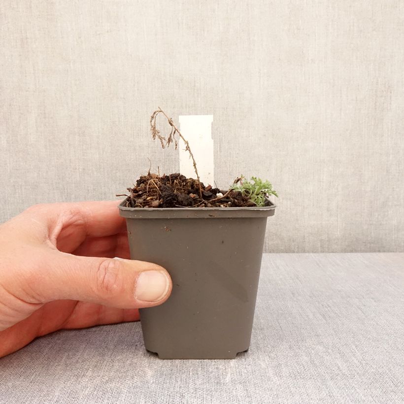 Amostra de Artemisia pontica Vaso de 8/9 cm tal como entregue na primavera