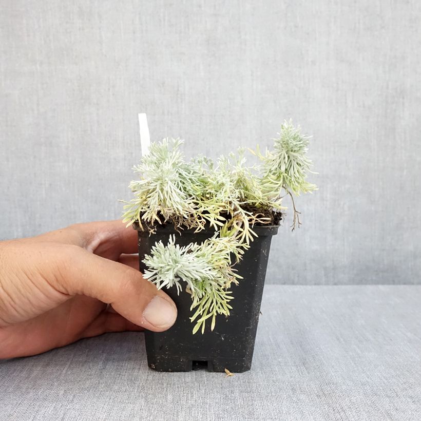Amostra de Artemisia schmidtiana Nana Vaso de 8/9 cm tal como entregue no verão