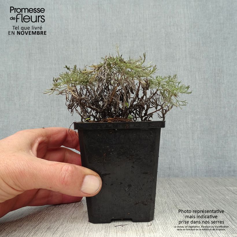 Amostra de Artemisia schmidtiana Nana Vaso de 8/9 cm tal como entregue no outono