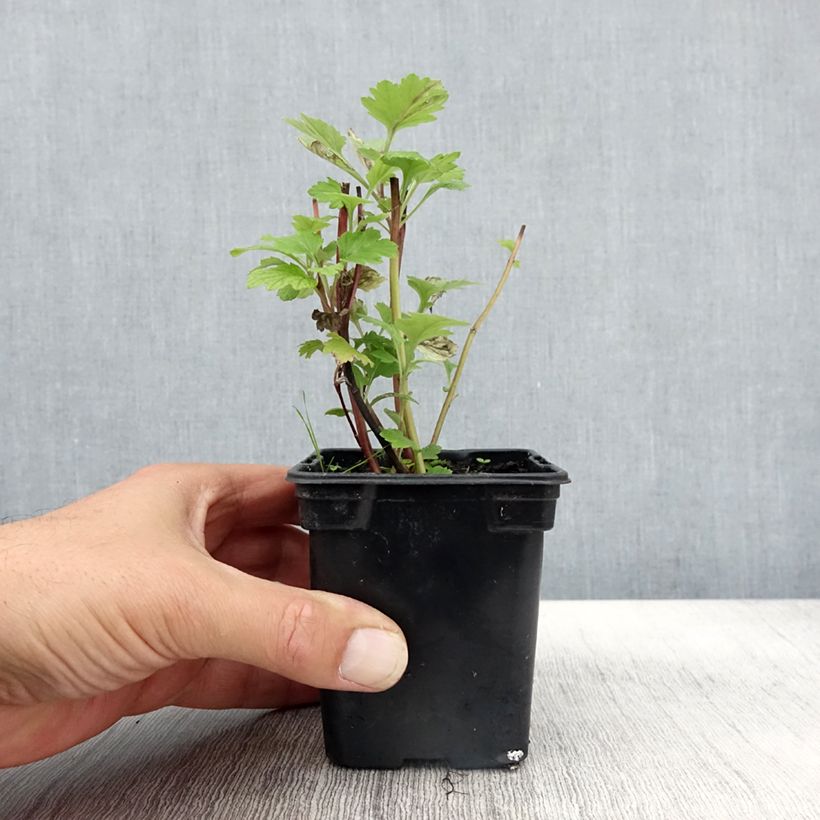 Amostra de Armoise - Artemisia vulgaris BIO - Herbe de feu Godet de 7/8 cm tal como entregue no outono
