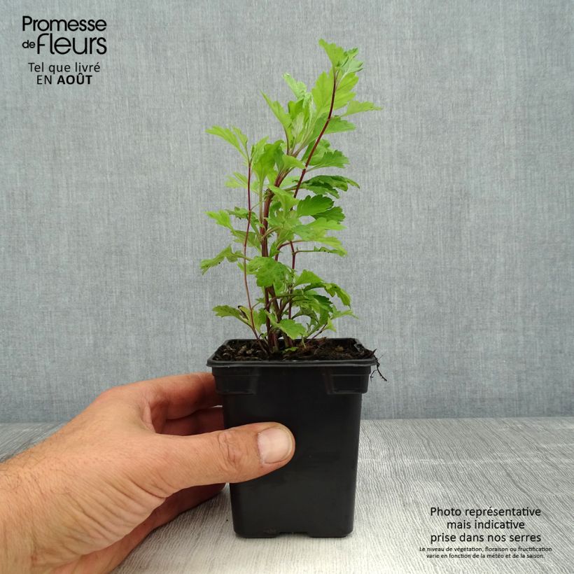 Amostra de Artemísia Bio - Erva-do-fogo Vaso de 7/8 cm tal como entregue no verão