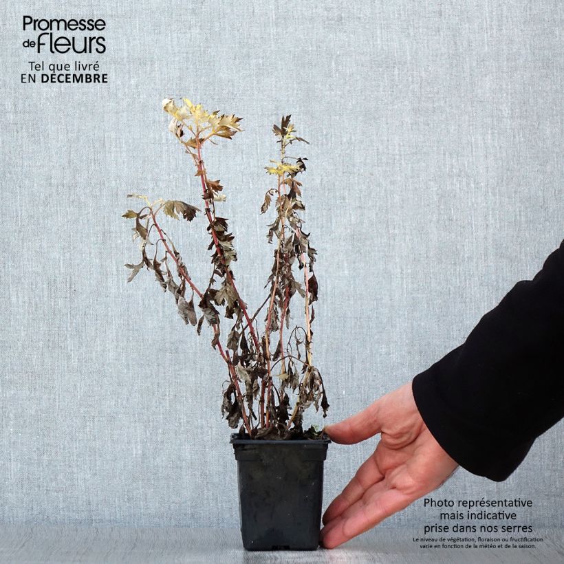 Amostra de Armoise - Artemisia vulgaris BIO - Herbe de feu Vaso de 7/8 cm tal como entregue no inverno