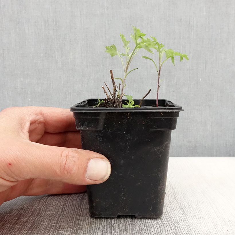 Amostra de Artemísia Bio - Erva-do-fogo Vaso de 7/8 cm tal como entregue na primavera