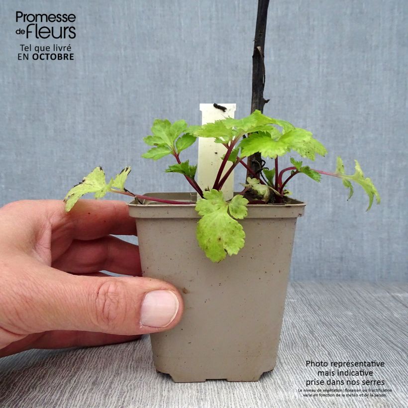 Amostra de Artemisia lactiflora Jim Russel Vaso de 8/9 cm tal como entregue no outono