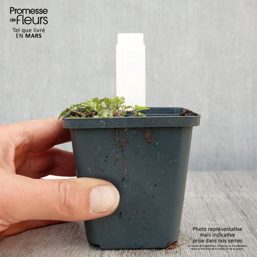 Amostra de Artemisia lactiflora Jim Russel Vaso de 8/9 cm tal como entregue na primavera