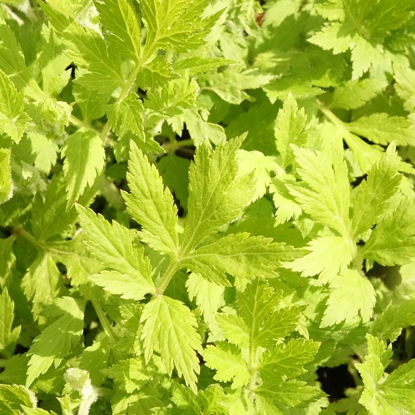 Artemisia lactiflora Jim Russel (Folhagem)