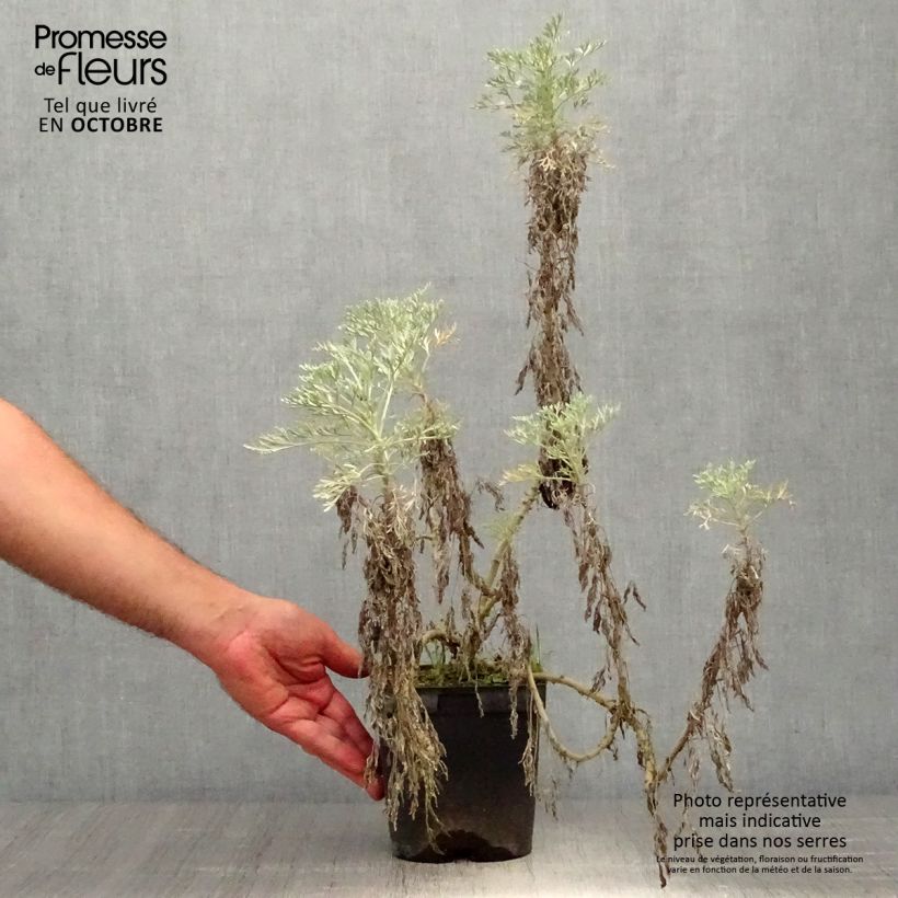 Amostra de Artemisia arborescens Powis Castle Vaso de 2 L/3 L tal como entregue no outono