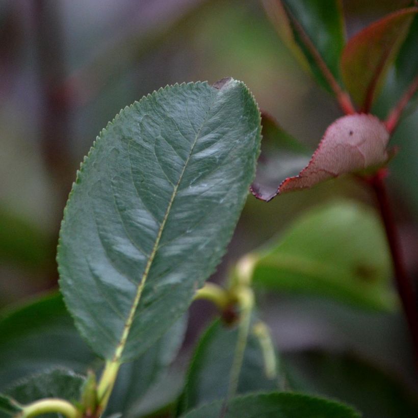 Aronia arbutifolia Brilliant (Folhagem)