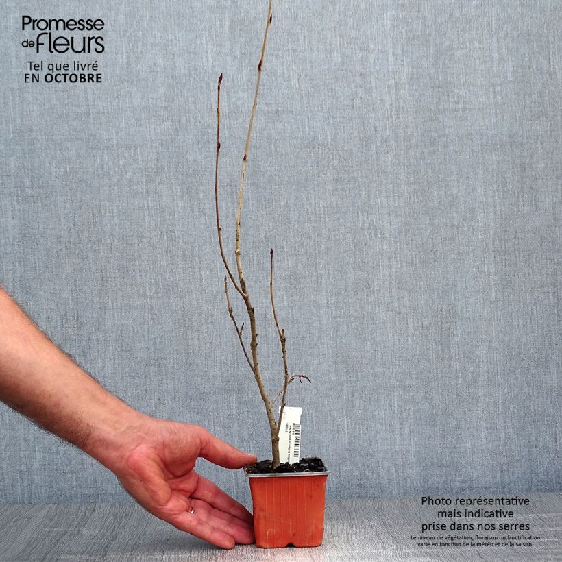 Amostra de Aronia arbutifolia Brilliant Vaso de 8/9 cm tal como entregue no outono