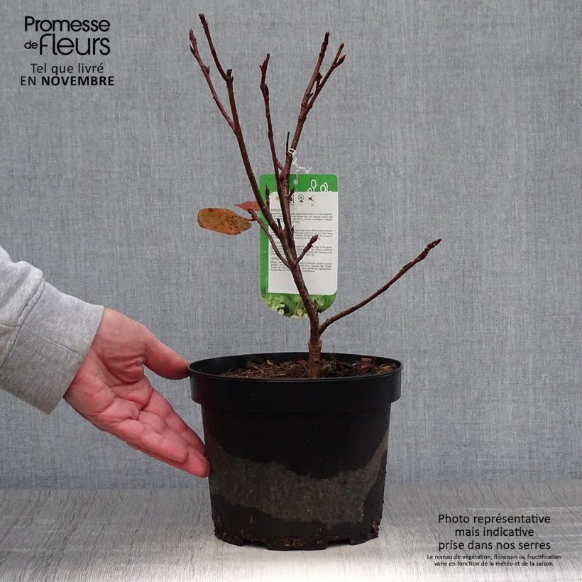 Amostra de Aronia arbutifolia Brilliant Vaso de 2 L/3 L tal como entregue no outono