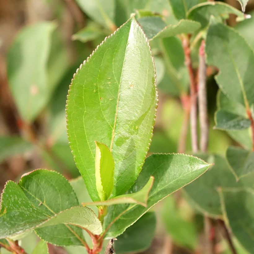 Arónia Lowberry® Little Helpers® (Folhagem)