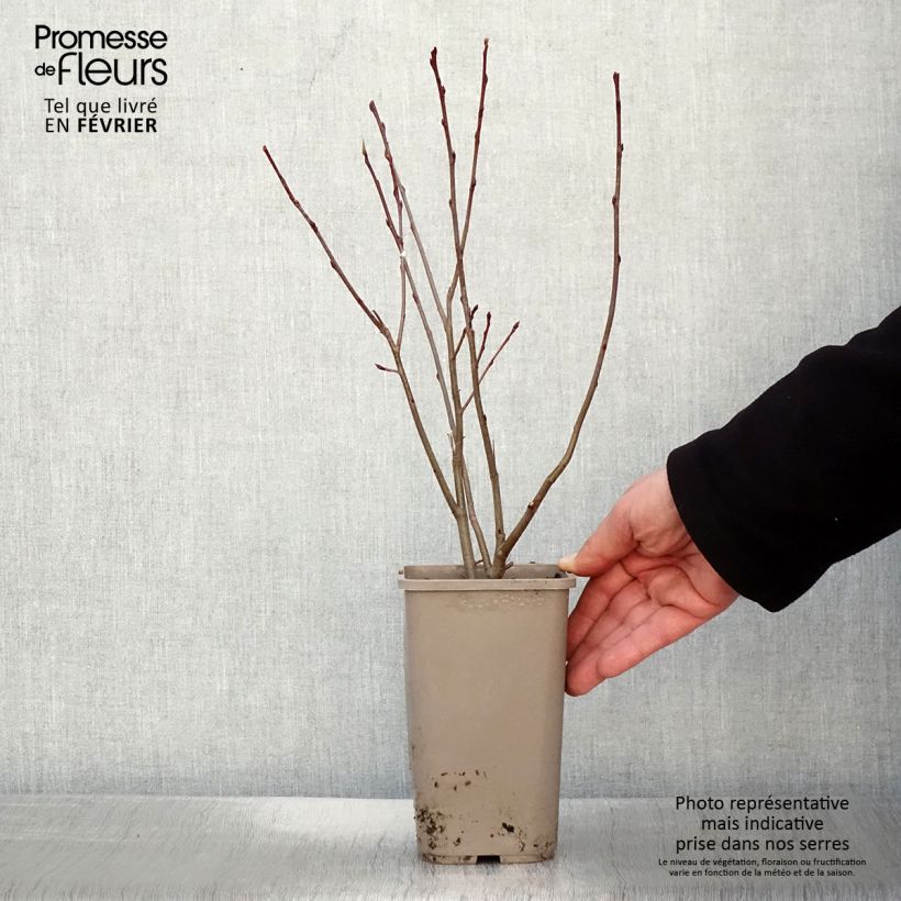 Amostra de Aronia Lowberry Little Helpers Vaso de 1,5 L/2 L tal como entregue no inverno