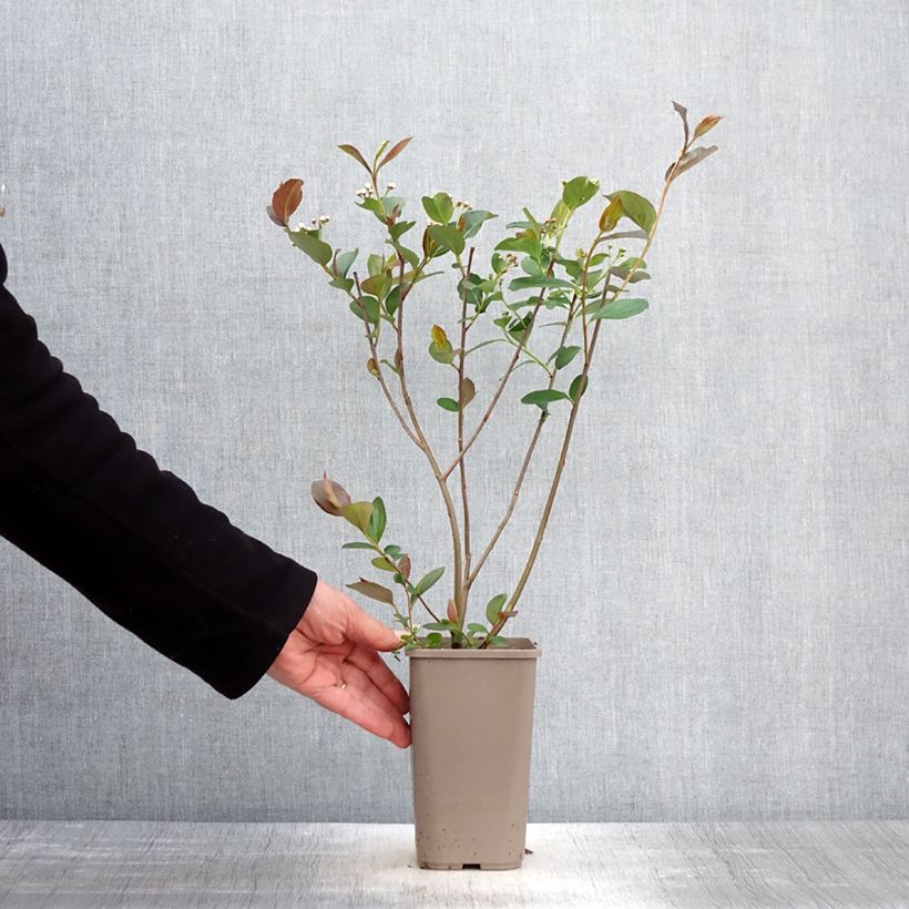 Amostra de Arónia Lowberry® Little Helpers® Vaso de 1,5 L/2 L tal como entregue na primavera