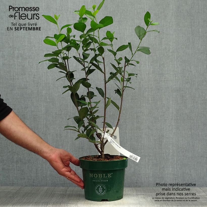 Amostra de Aronia melanocarpa Autumn Magic Vaso de 2 L/3 L tal como entregue no outono