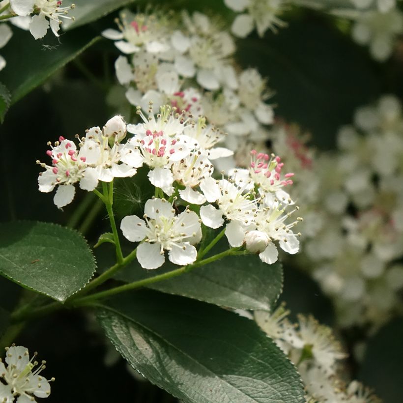 Aronia melanocarpa Autumn Magic (Floração)