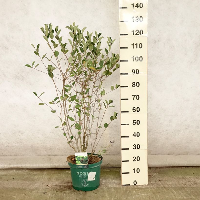 Amostra de Aronia melanocarpa Autumn Magic Vaso de 7,5 L/10 L tal como entregue no verão