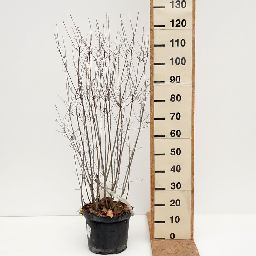 Amostra de Aronia melanocarpa Professor Ed Vaso de 7,5 L/10 L tal como entregue no outono