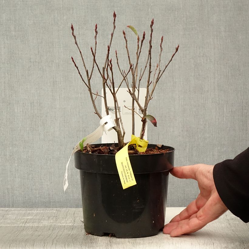 Amostra de Aronia melanocarpa Professor Ed Vaso de 2 L/3 L tal como entregue no outono