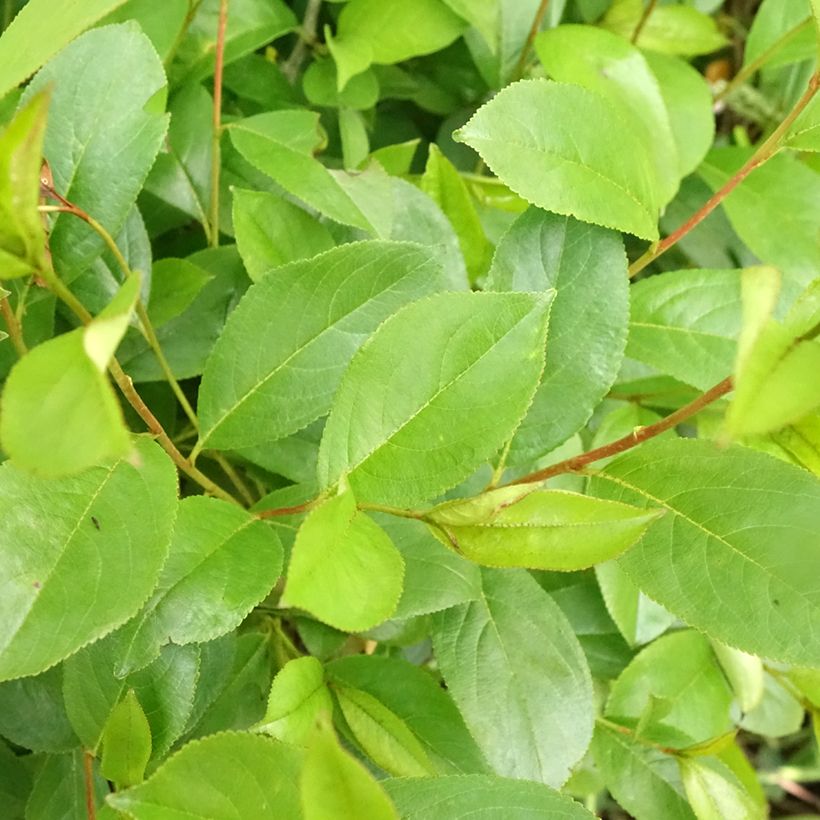 Aronia melanocarpa Professor Ed (Folhagem)