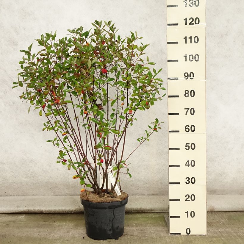 Amostra de Aronia melanocarpa Professor Ed Vaso de 7,5 L/10 L tal como entregue no verão